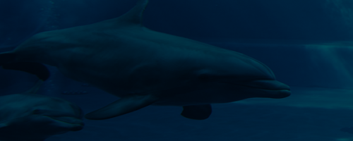 dolphin island 60 header